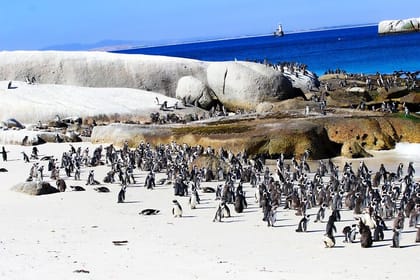 Robben Island and Boulders Beach All Inclusive