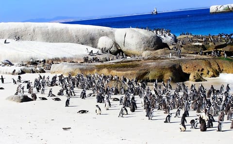 Robben Island and Boulders Beach Day Tour from Cape Town