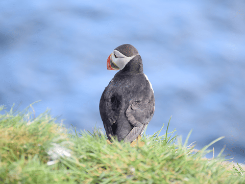 Húsavík: Small-Family Run, Responsible Whale Watching, photo 4