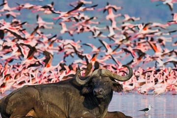 5 Days Masai Mara with Lake Nakuru and Naivasha Tour by 4×4 Jeep