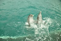 Dreams Puerto Aventuras: Dolphin Royal Swim  2