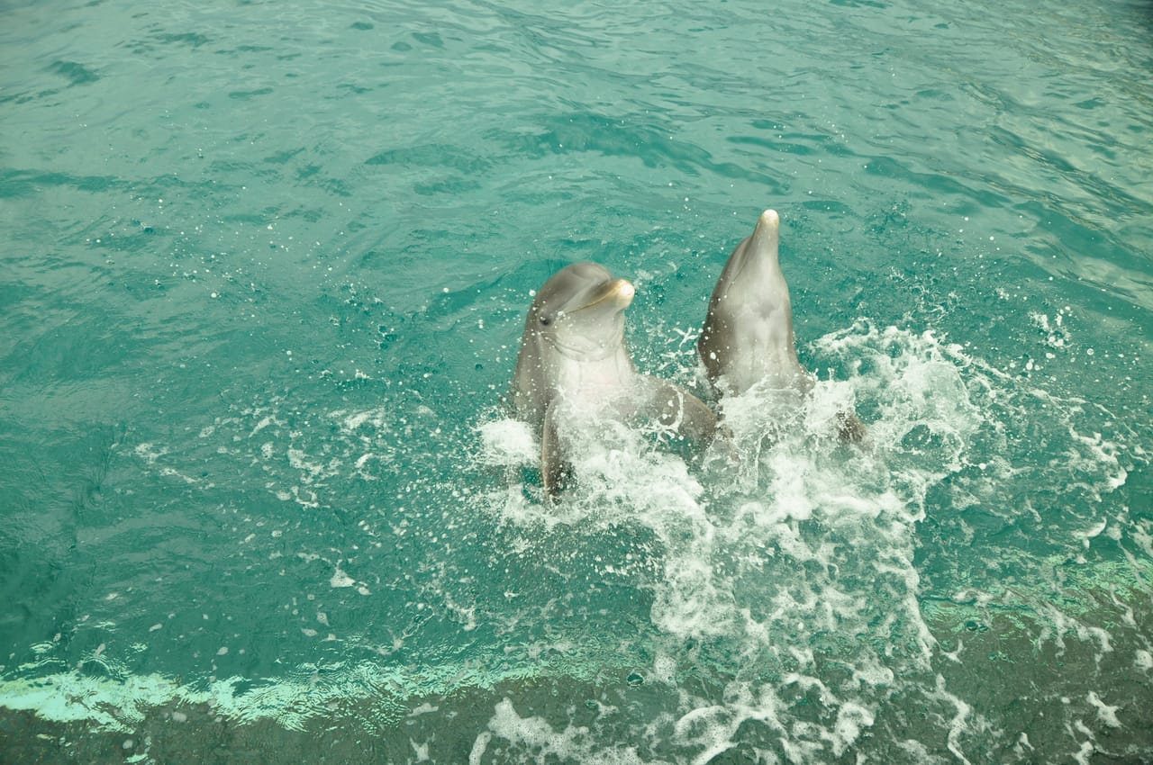 Dreams Puerto Aventuras: Dolphin Royal Swim  2