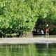 Cartagena mangroves