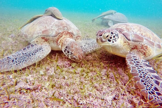 Snorkeling with Turtles and Cenote Tour from Riviera Maya photo 5