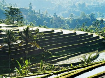 Jatiluwih Rice Terrace