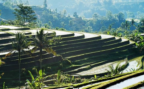 Full-Day Cultural Tour of Water Temples and Rice Terraces in Bali