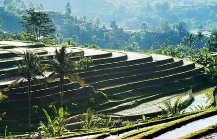 Full-Day Cultural Tour of Water Temples and Rice Terraces in Bali