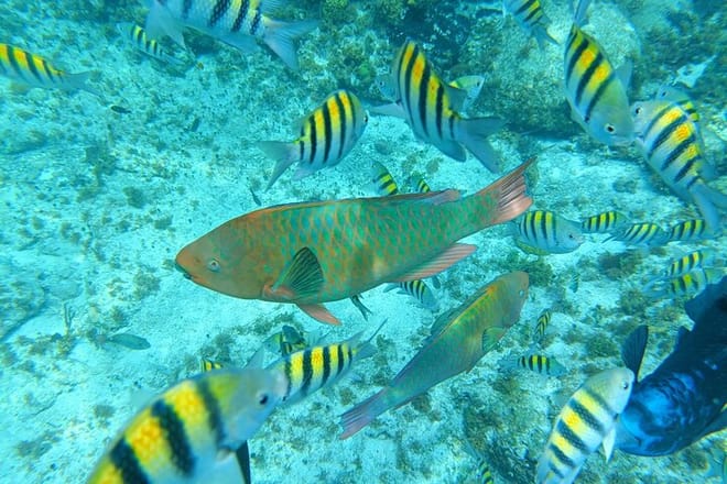 sla Mujeres Basic Tour in Catamaran with Snorkel and Open Bar