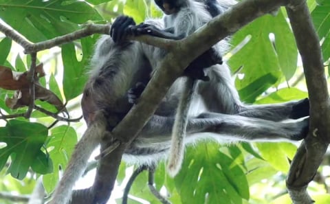 Jozani Forest, Salaam Cave and Mtende Beach Tour