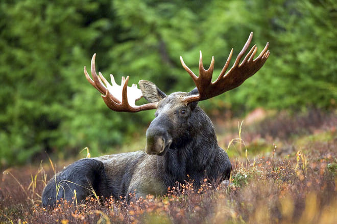 Moose Safari from Kemi - Kemi