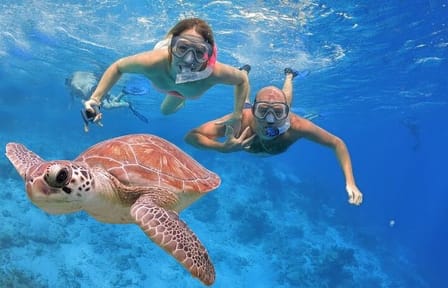 Swim with Wild Dolphins in the Red Sea from Hurghada