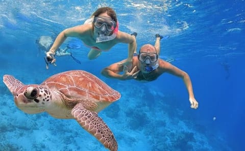 Swim with Wild Dolphins in the Red Sea from Hurghada