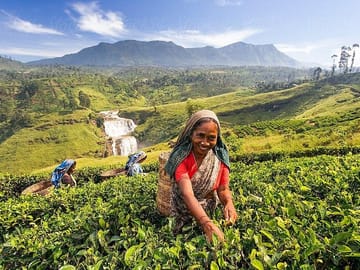Tea Plucking