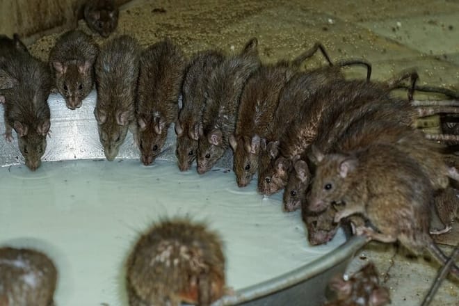 Rat Feeding Milk inside Temple