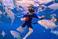 Cozumel Cruise Excursion: Private Speedboat for 8-12 6