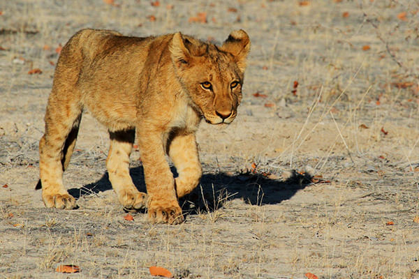 Lion cub in Kruger Park
