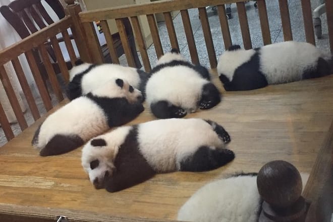 Private Day Tour to Chengdu Panda Base by Round-way Bullet Train from Xian photo 2