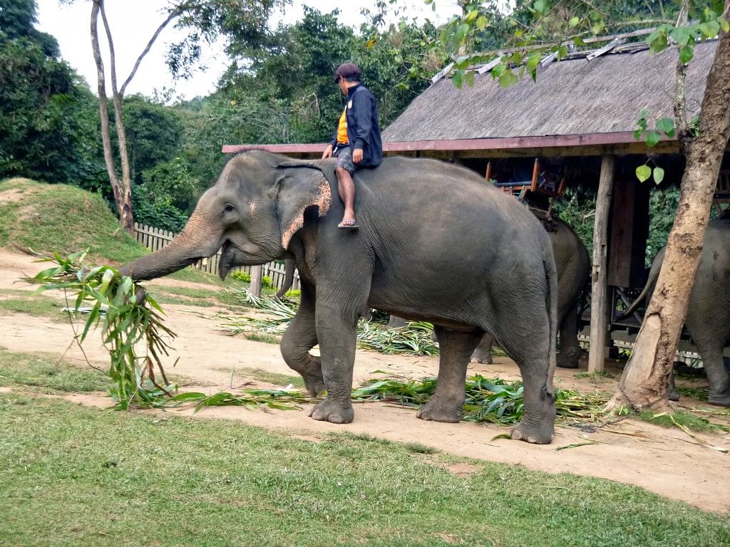 Elephant Riding and Trekking Adventure to Tad Sae Waterfall in Laos