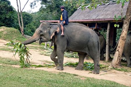 Elephant Riding and Trekking Adventure to Tad Sae Waterfall in Laos