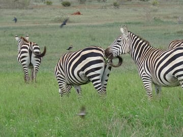 2 Days, 1 Night Tsavo East Safari - Expedition Happy Hour - Tsavo East - Diani - Viator - Tripadvisor - Best thing to do in