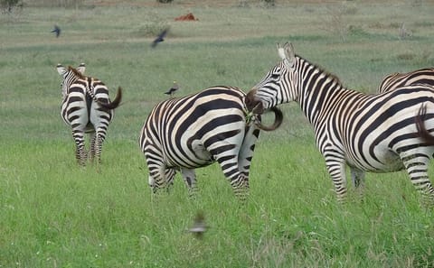 2 Days, 1 Night – Tsavo East National Park Safari