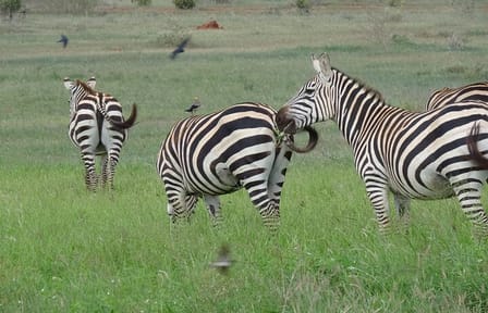 2 Days, 1 Night – Tsavo East National Park Safari