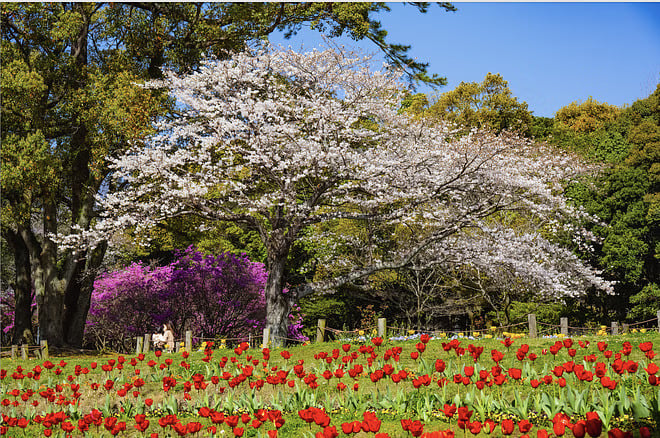 Beppu Private Vehicle Service with Restaurant Reservation