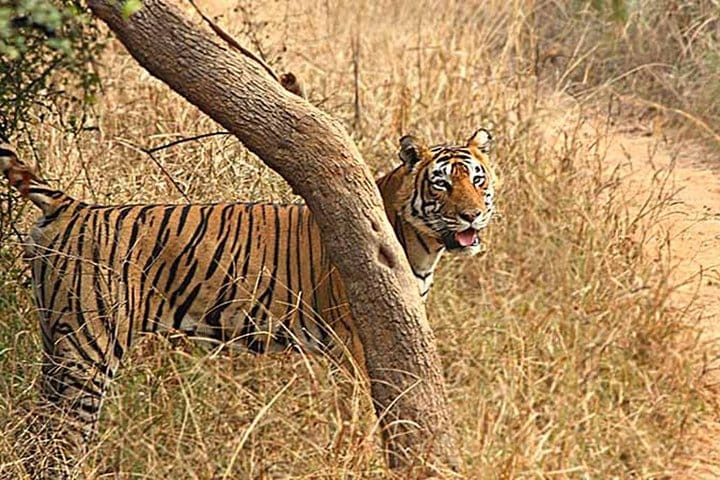 Golden Triangle with Ranthambore National Park