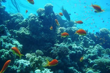 Snorkeling Adventure at Giftun Island National Park from Hurghada