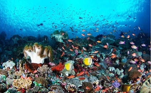 Nusa Penida Complete Day Tour with Scenic Highlights