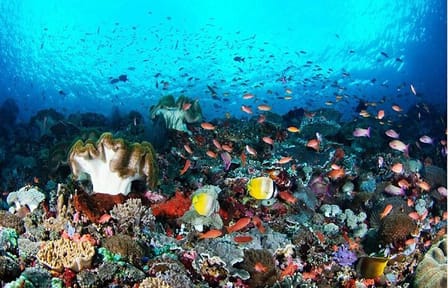 Nusa Penida Complete Day Tour with Scenic Highlights