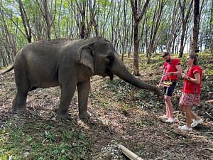 Phuket: Elephant Sanctuary Small Group Tour with Lunch in Khaolak