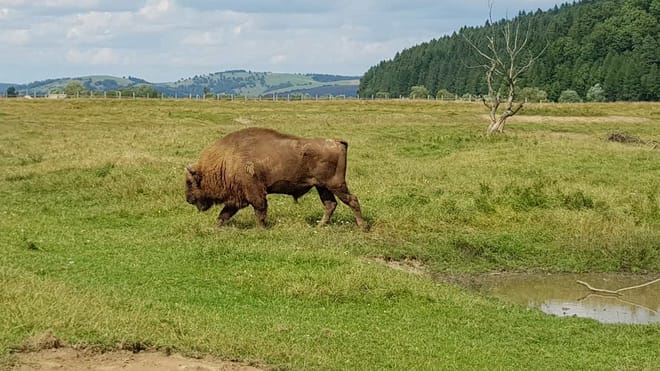 Day trip to the Bison Reserve & Traditional Cuisine Experience photo 5