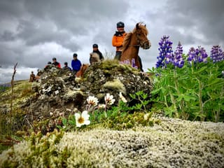 Viking Horses Morning Tour, photo 6