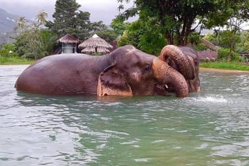 Pattaya’s Ethical Choice: Elephant Sanctuary Visit