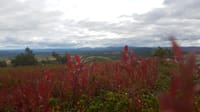 Secrets of Lappish Nature – Ukko-Luosto Fell 10