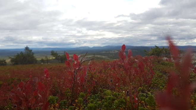 Secrets of Lappish Nature – Ukko-Luosto Fell 10