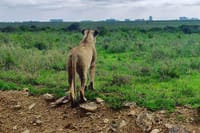 Nairobi National Park
