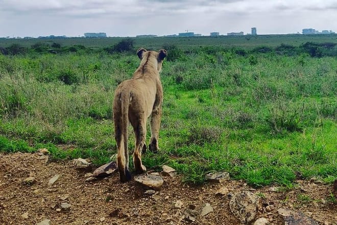 Nairobi National Park