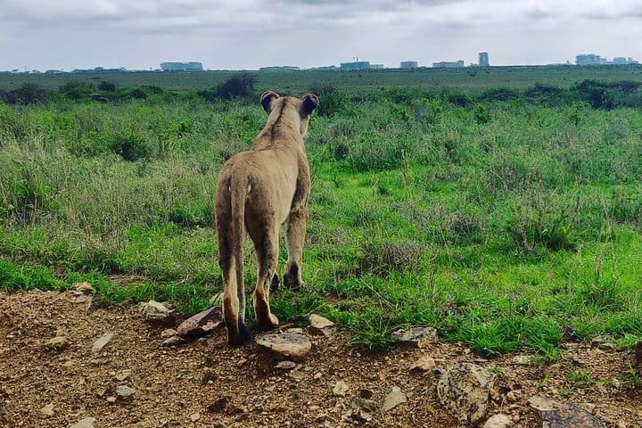 Nairobi National Park