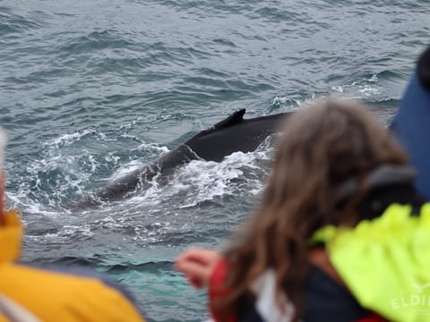 Reykjavík Whales & Northern Lights, photo 3