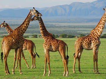 Day Trip Arusha National Park Optional Canoe and Walking Safaris