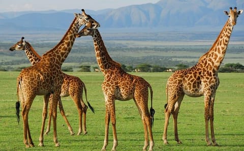 Day Trip Arusha National Park Optional Canoe and Walking Safaris