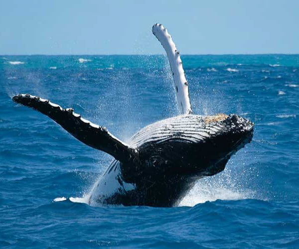 Samana Tours (With Whales) Full Day Excursion! photo 2