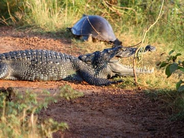 Wilpattu-Jeep-Safari-Day-Tour-From-Sigiriya-3