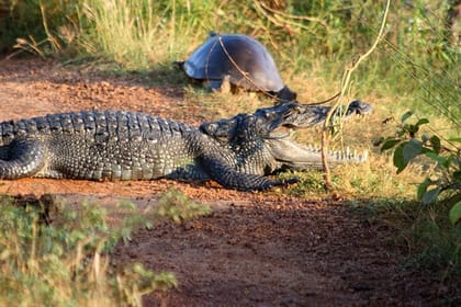 Wilpattu Jeep Safari Day Tour From Sigiriya