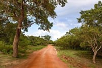 Wilpattu Half Day Safari from Sigiriya  4