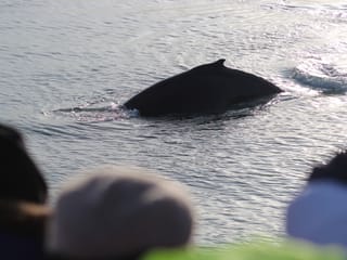 Reykjavík Whales & Northern Lights, photo 18