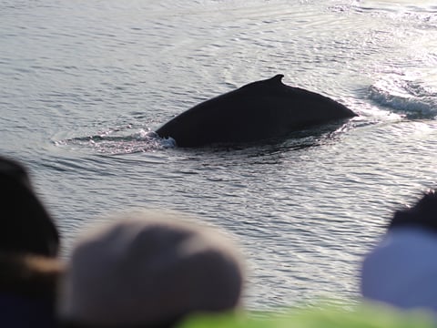 Reykjavík Whales & Northern Lights, photo 18