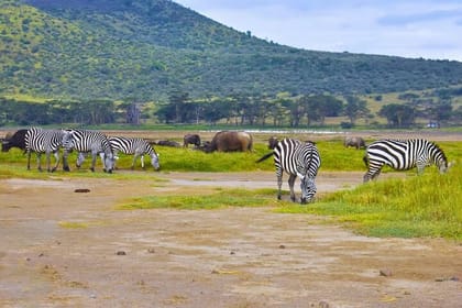 Nairobi Airport Layover Tour with National Park & Giraffe Centre